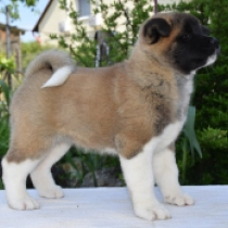Lily, red white American Akita for sale