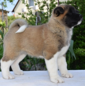 American Akita puppy for sale