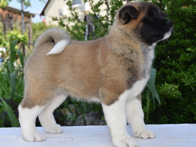 Perros Akita Americano en venta