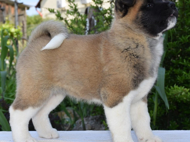 Perros Akita Americano en venta