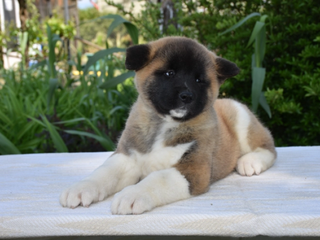 Perros Akita Americano en venta