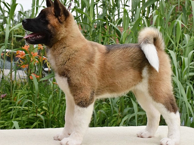 Perros Akita Americano en venta