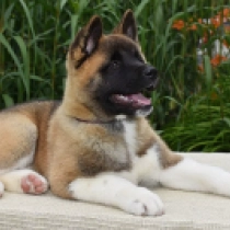 Lily, red white American Akita for sale