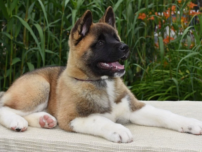 Perros Akita Americano en venta