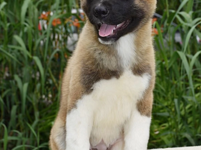Perros Akita Americano en venta