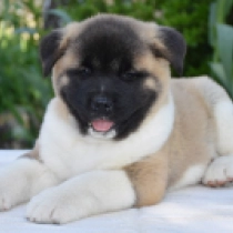 Lily, red white American Akita for sale