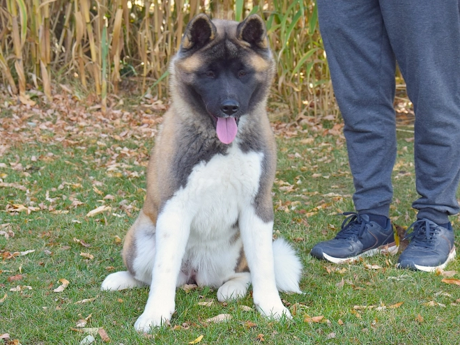 American Akita puppy for sale
