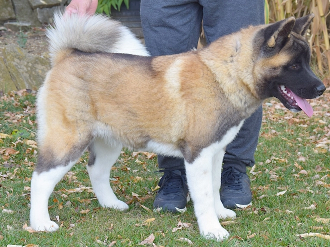 American Akita puppy for sale