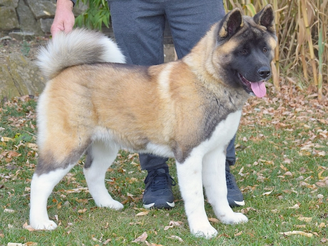 American Akita puppy for sale