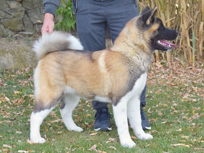 American Akita puppy for sale
