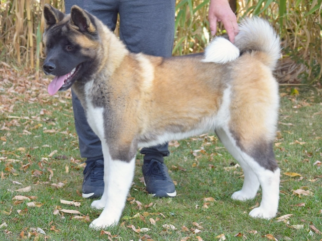 American Akita puppy for sale