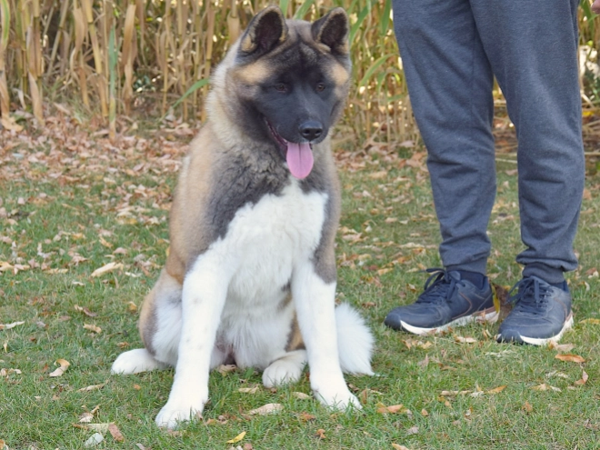 American Akita puppy for sale
