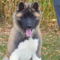 Lily, red white American Akita for sale