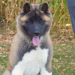 American Akita puppy for sale