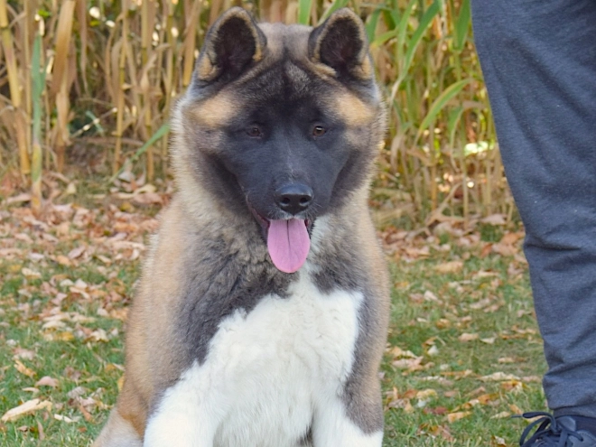 American Akita puppy for sale