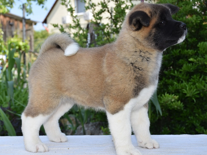 Perros Akita Americano en venta