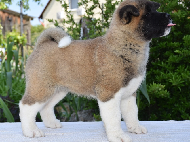 Perros Akita Americano en venta