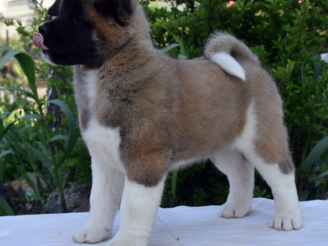 Perros Akita Americano en venta