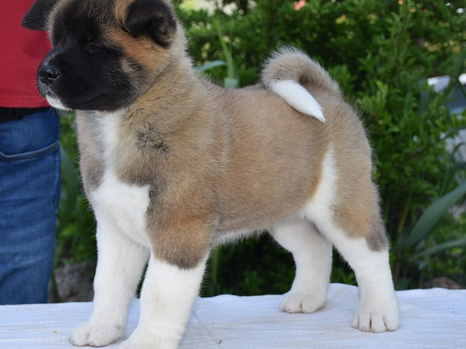 Perros Akita Americano en venta