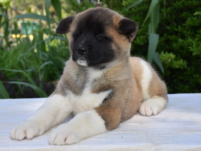 Perros Akita Americano en venta
