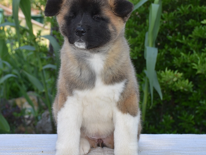 Perros Akita Americano en venta