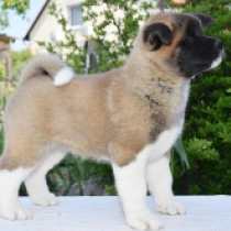 Leia, red white American Akita for sale