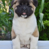 Ace, red and white American Akita for sale