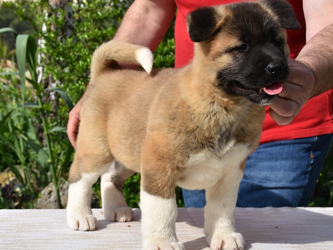 American Akita puppy for sale