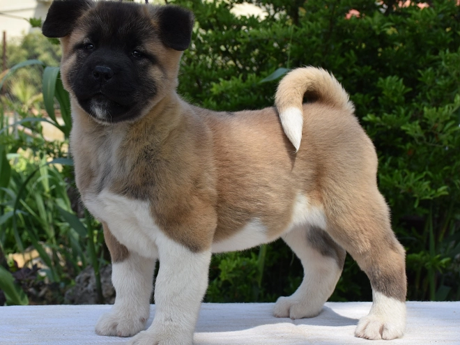 American Akita puppy for sale