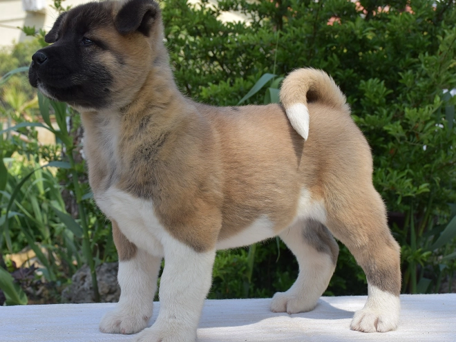 American Akita puppy for sale