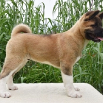 Jume, red white Akita Americano en venta