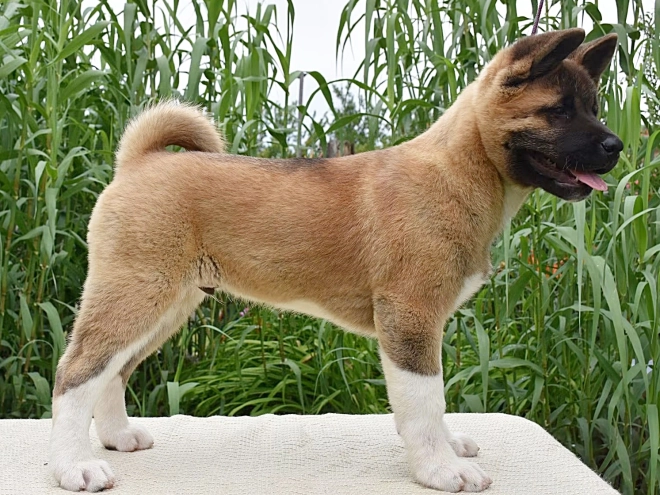 American Akita puppy for sale