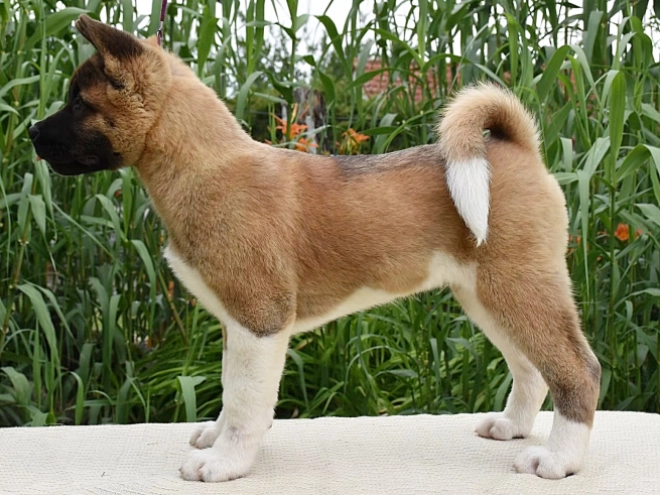 American Akita puppy for sale