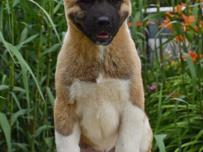 American Akita puppy for sale