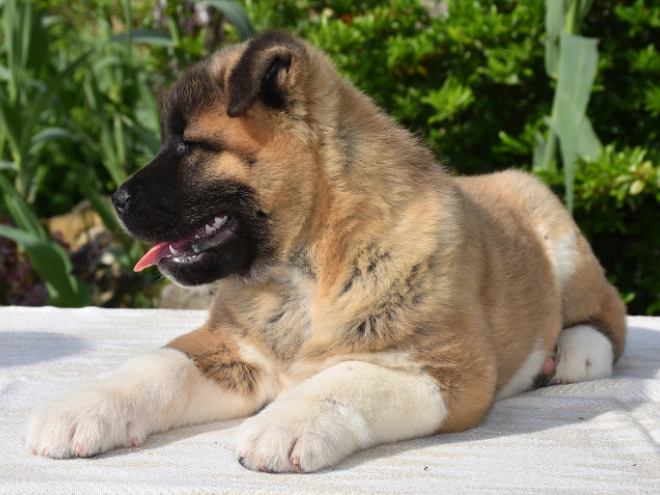 American Akita puppy for sale