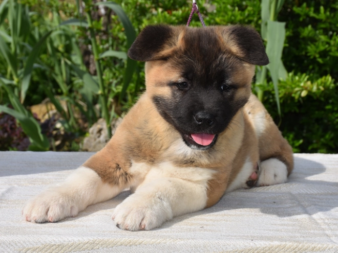 American Akita puppy for sale