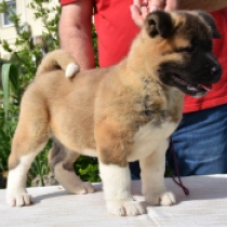 Jume, red white American Akita for sale