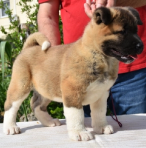 American Akita puppy for sale