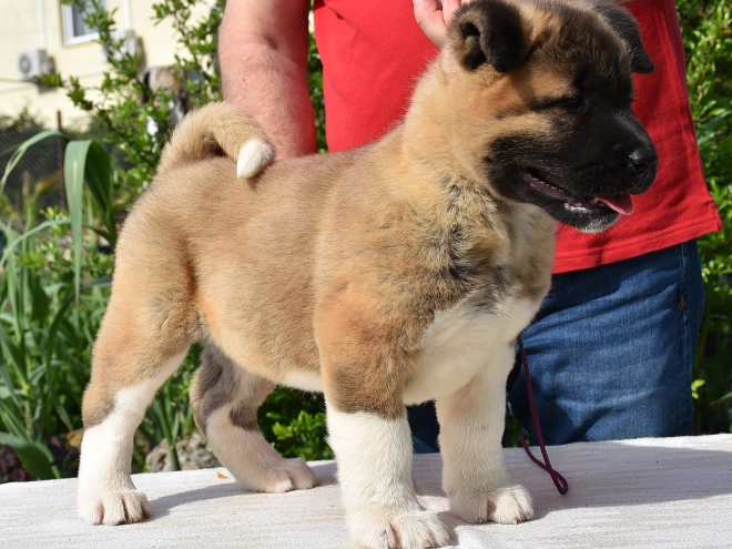 American Akita puppy for sale