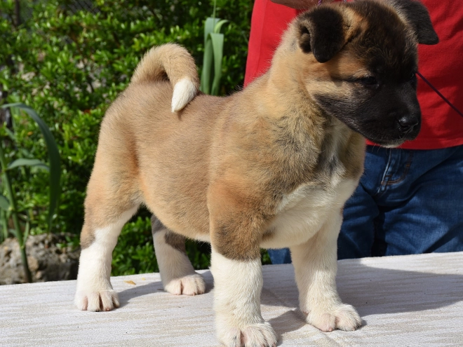 American Akita puppy for sale
