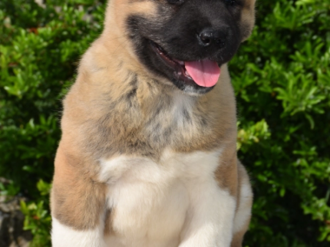 American Akita puppy for sale