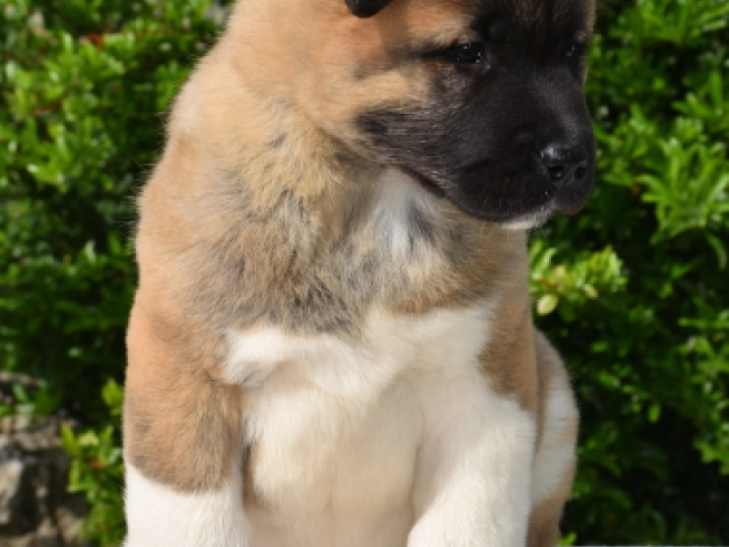 American Akita puppy for sale