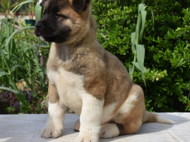 American Akita puppy for sale
