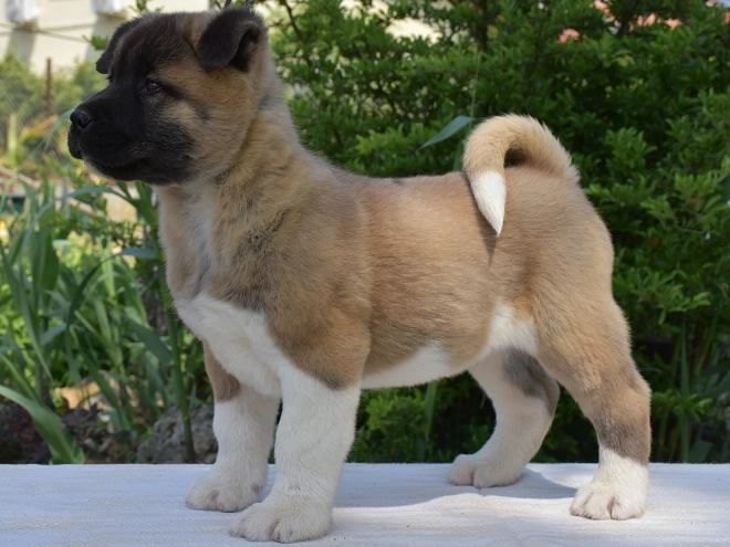 American Akita puppy for sale