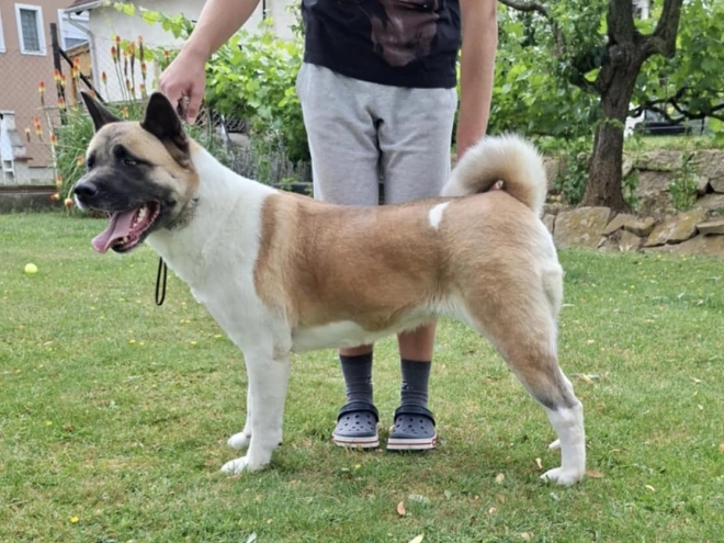 American Akita puppy for sale