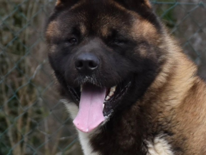 American Akita puppy for sale