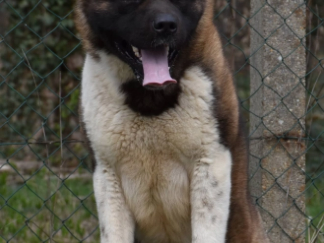 American Akita puppy for sale