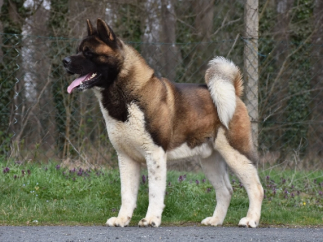 American Akita puppy for sale