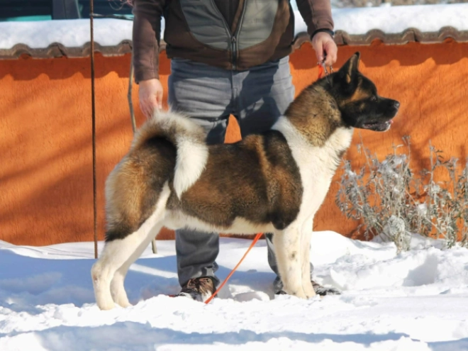 American Akita puppy for sale