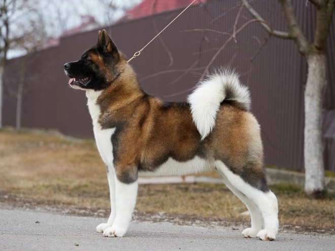 Amerikanischer Akita Welpe kaufen